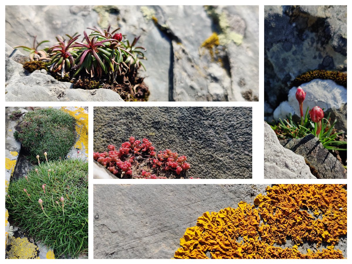 Cambrian trace fossils at the beautiful coastline of Porthmadog