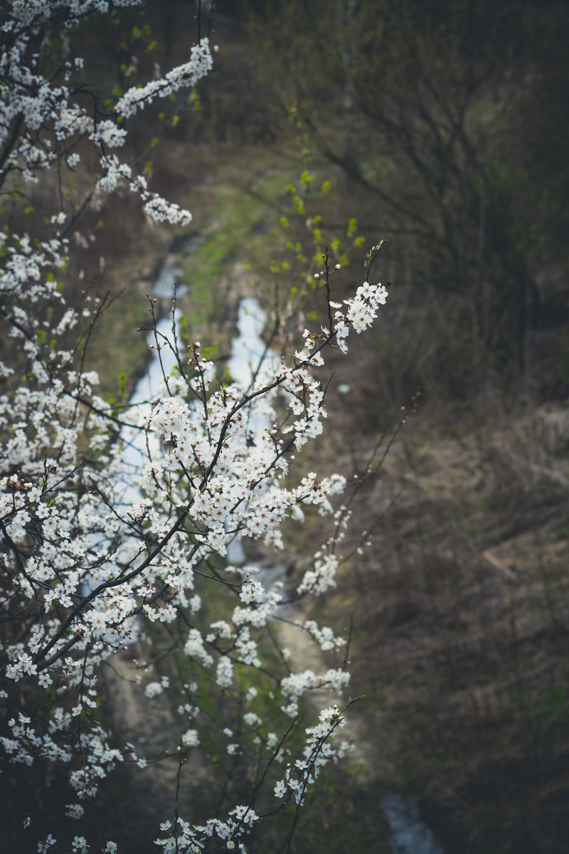 #CherryTheeBoom #cherryblossom #NaturePhotography #spring #forest