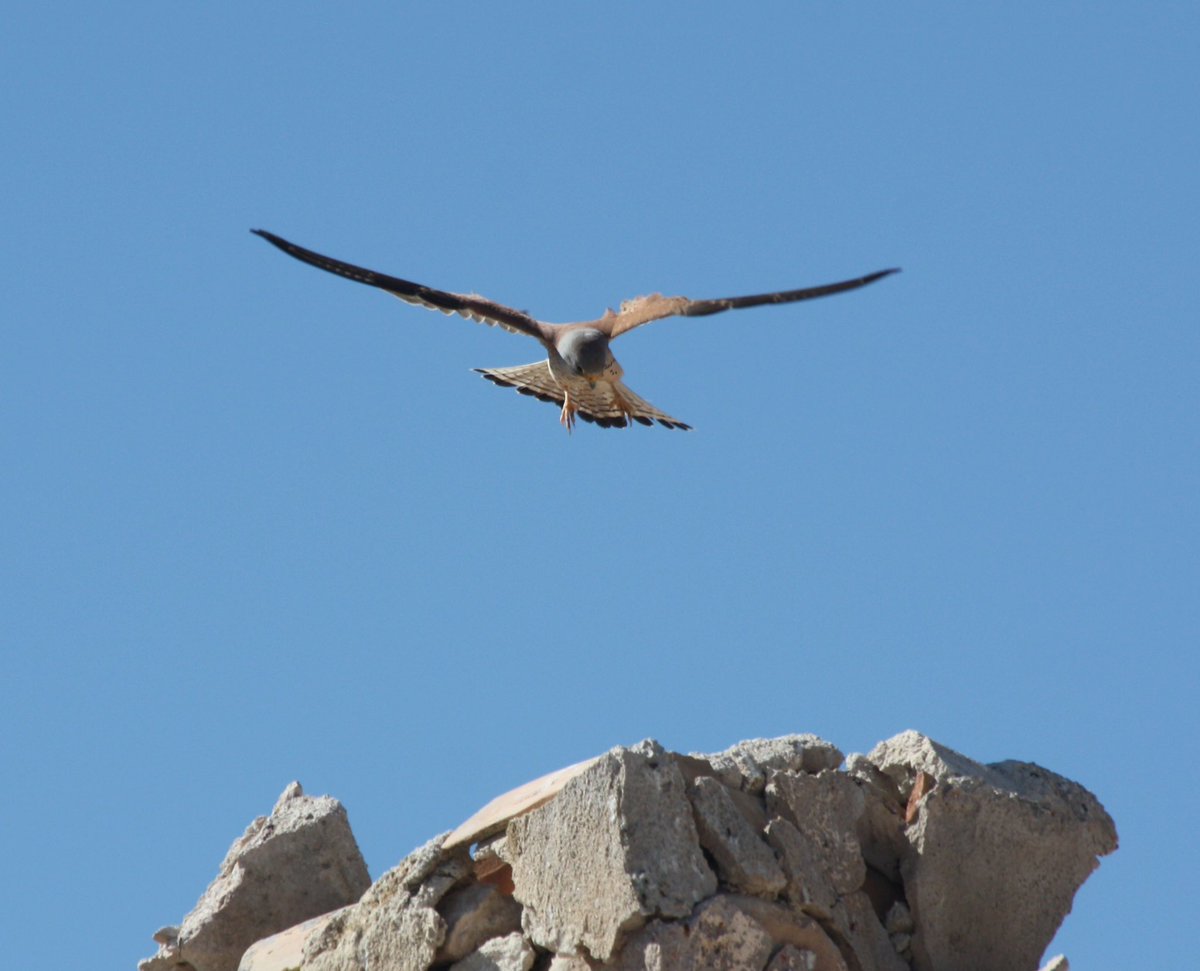 Photos2Print's tweet photo. Coming in to land - Lesser Kestrel near Yekla in Spain. #bitds #birdphotography #birding #BirdsSeenIn2023 https://t.co/ACifjyNLHa