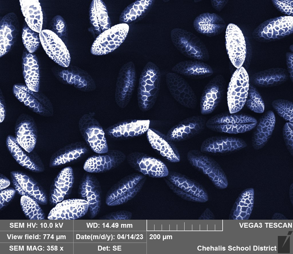 wfw_sem's tweet photo. Lily Pollen - Leigha Wilson
#allergyseason https://t.co/Ft2QApwd8z