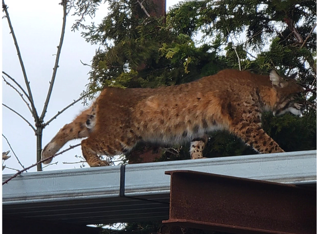 wsdot_north's tweet photo. 🎞️🍿Now Showing at our Mt. Vernon Maintenance Facility: Cat on a Hot Tin Roof
(This guy visited our crews who took this photo from a distance.) https://t.co/2fck0oKc0f