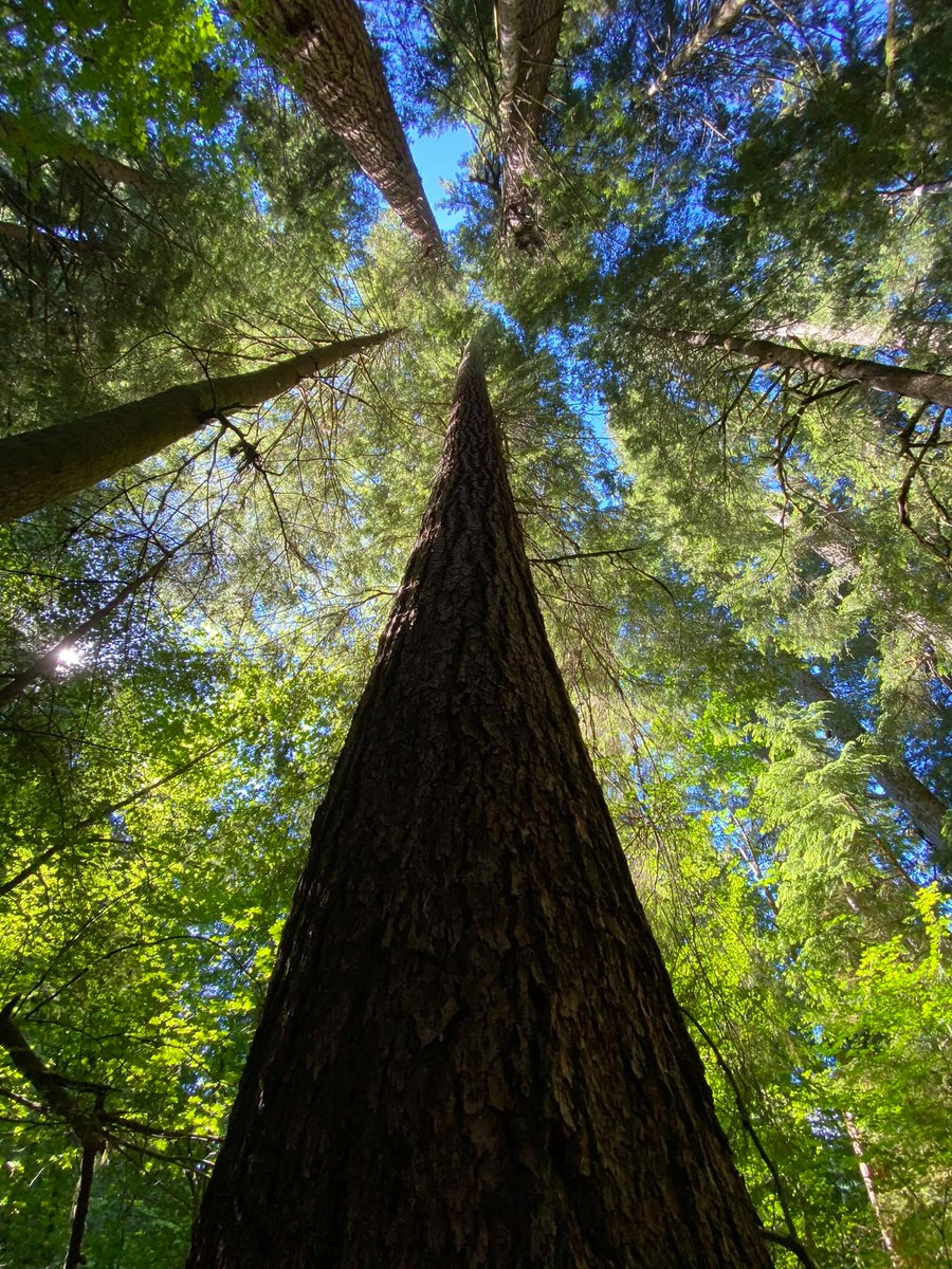 visitmtrainier's tweet photo. π Happy Earth Day!π±π³π» Tomorrow, April 22, is a fee-free day at Washington State Parks, including Nisqually State Park and Federation Forest State Park. Celebrate our beautiful planet with a day of outdoor adventure! #EarthDay #FeeFreeDay #WashingtonStateParks ποΈπ£ββοΈπ΄ββοΈ https://t.co/Yw7xI7VNmd