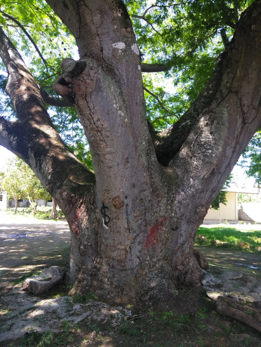 RCabrer60111368's tweet photo. Visto por ahí.
Testigo incolumne del transcurrir del tiempo. Sus ramas han sido albergues de muchos nidos y en su follaje se han atisbados pajariles amoríos. Cobijo contra el sol ardiente y aguarecido de la pertinaz llovizna.
Loor por los árboles!!! https://t.co/RL6WaY0omt