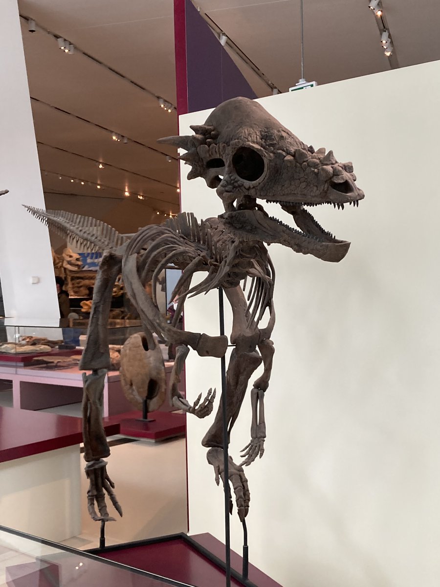 mesozoicmind.bsky.social🇵🇸 tweet media