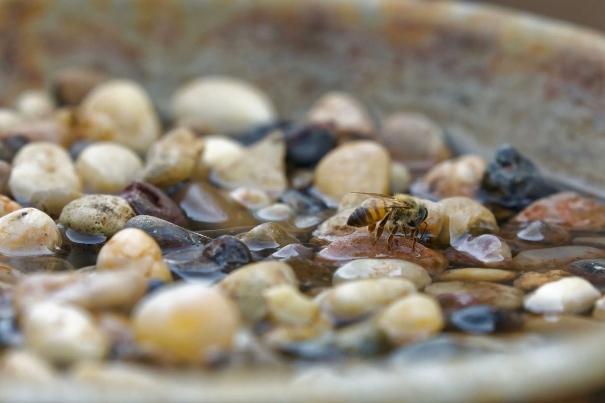 NationalHoney's tweet photo. #TuesdayTip: Looking to attract #pollinators to your garden? An easy way is to put out a bath made just for them! Simply fill a shallow bowl with water, rocks, sticks and/or cork for the #bees to land on – and make sure to change out that water every couple of days. #EarthDay https://t.co/yNwBIvDHXG