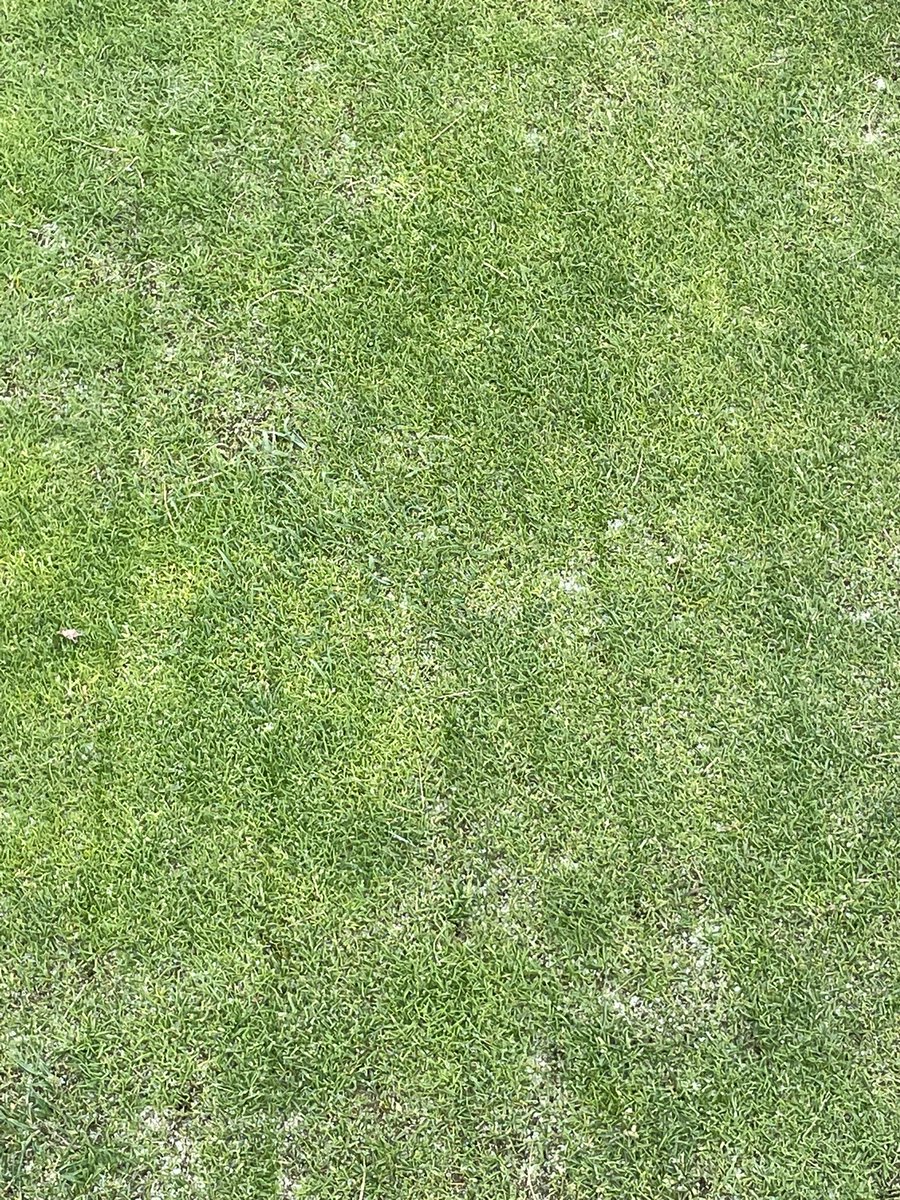 OSU_ATI_Turf's tweet photo. Signs of recovery today in Cleveland from the winter damage - patience still needed but an improvement on 6 weeks ago! #heatplease https://t.co/NQ8pvW2Sbp