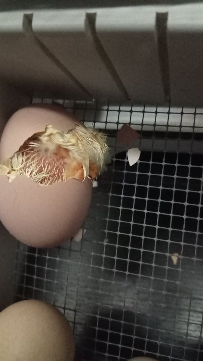 Zurueck_z_Natur's tweet photo. Neues Leben zieht ein ... Der erste #Schlupf unserer Deutschen #Reichshühner ist da. Wie #süß😘❤️ ! #huhn #chicken #agriculture #landwirtschaft #freilandhaltung #geflügel #hühner #zucht #gera #thüringen #schwaara #küken #tierbabys #tierwohl #bauernhof #schlüpfen #ei #bruteier https://t.co/wuzBJBZbuf