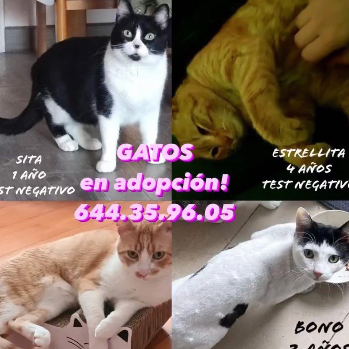 SosMaullidos's tweet photo. GATOS en ADOPCIÓN‼️
Tienen entre 1 y 4 años, todos test Felv/Fiv negativo.Martina y Dafne son adopción conjunta.Cada uno/a es diferente, con su carácter, pero todos son adorables y merecen un hogar para siempre! Ven a conocerlos! 😻😻😻CONTACTO whatsapp:
👉644.35.96.05👈Barcelona https://t.co/0TBCNr0uHB