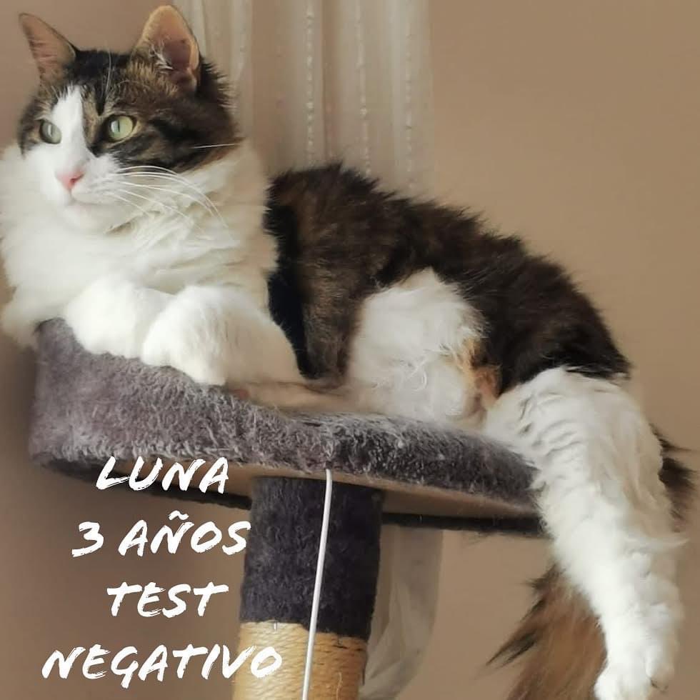 SosMaullidos's tweet photo. GATOS en ADOPCIÓN‼️
Tienen entre 1 y 4 años, todos test Felv/Fiv negativo.Martina y Dafne son adopción conjunta.Cada uno/a es diferente, con su carácter, pero todos son adorables y merecen un hogar para siempre! Ven a conocerlos! 😻😻😻CONTACTO whatsapp:
👉644.35.96.05👈Barcelona https://t.co/0TBCNr0uHB
