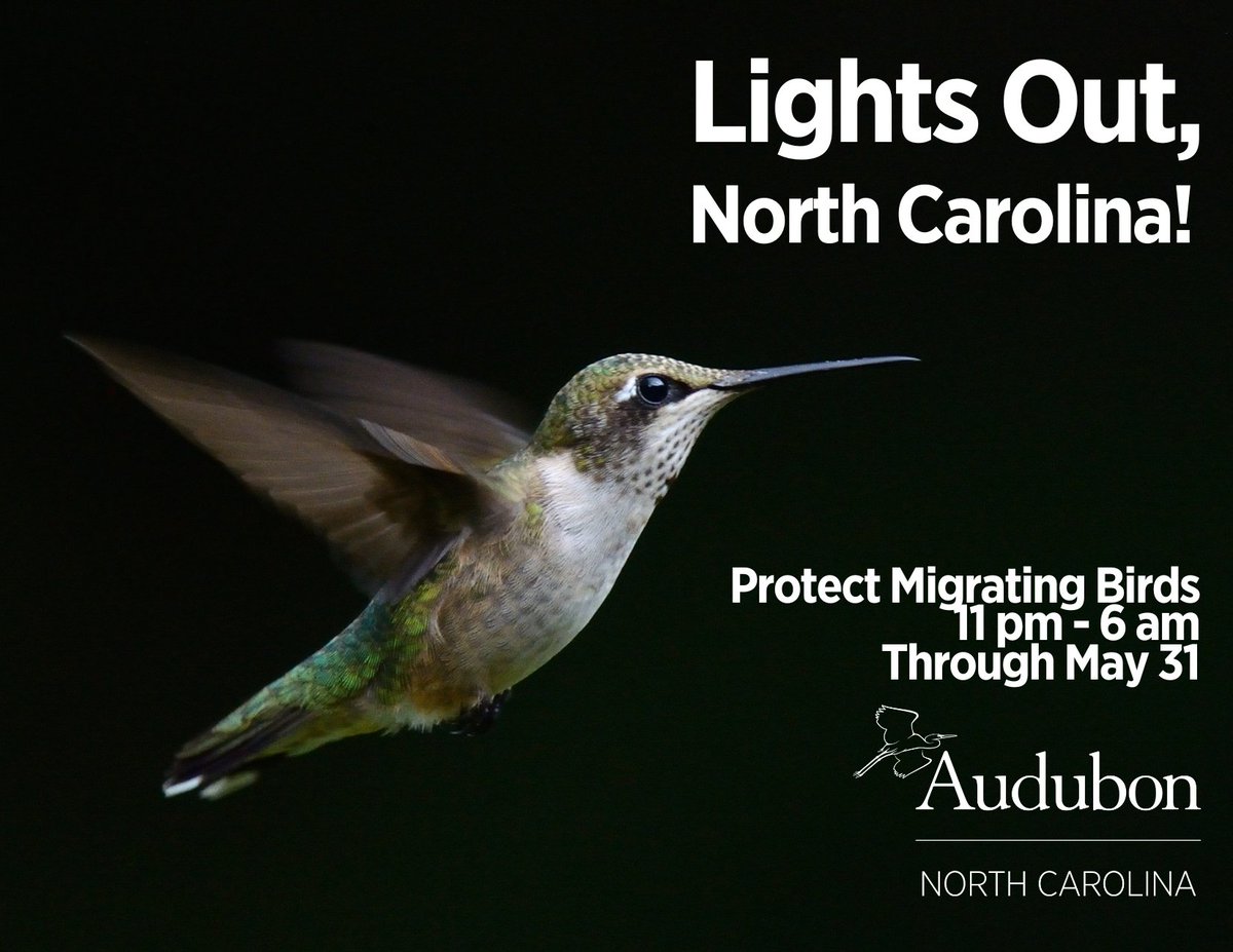 You can do your part to protect birds this spring by going Lights Out. Learn more about why dark skies are important for migrating birds: nc.audubon.org/conservation/l…
