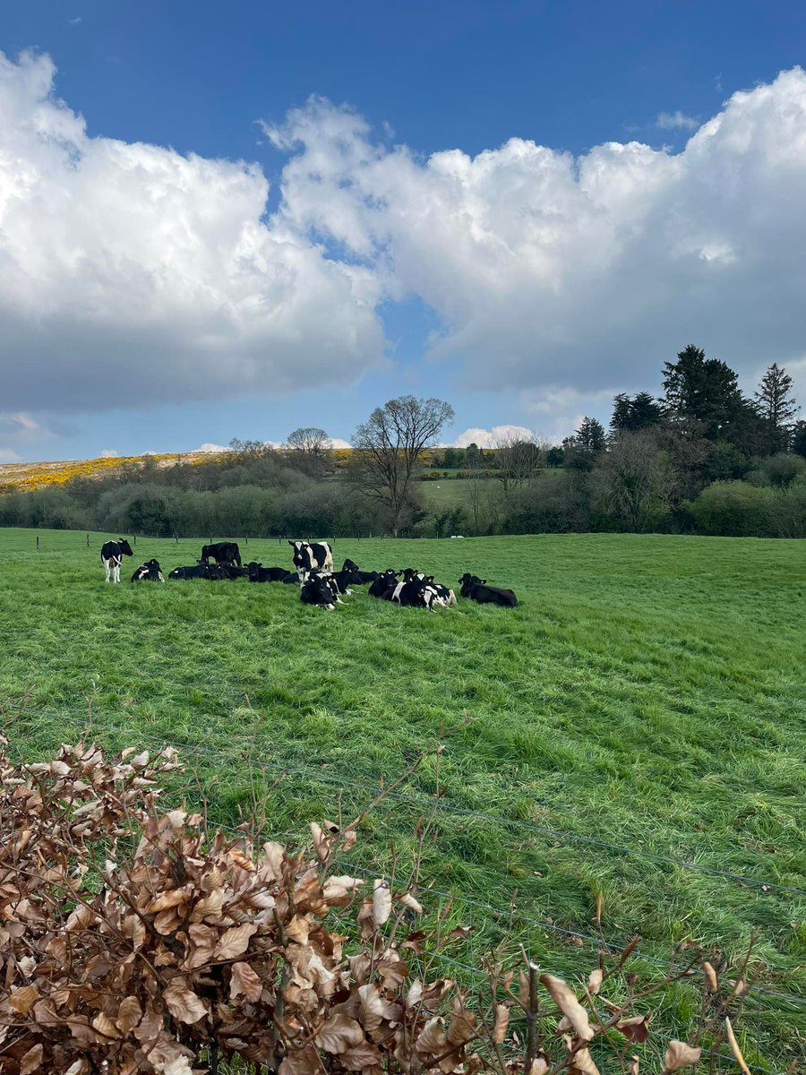boolakennedy's tweet photo. The cattles first day out in the fresh grass here at #boolakennedy 

#Tipperary #MunsterVales https://t.co/33b4x9NWxn