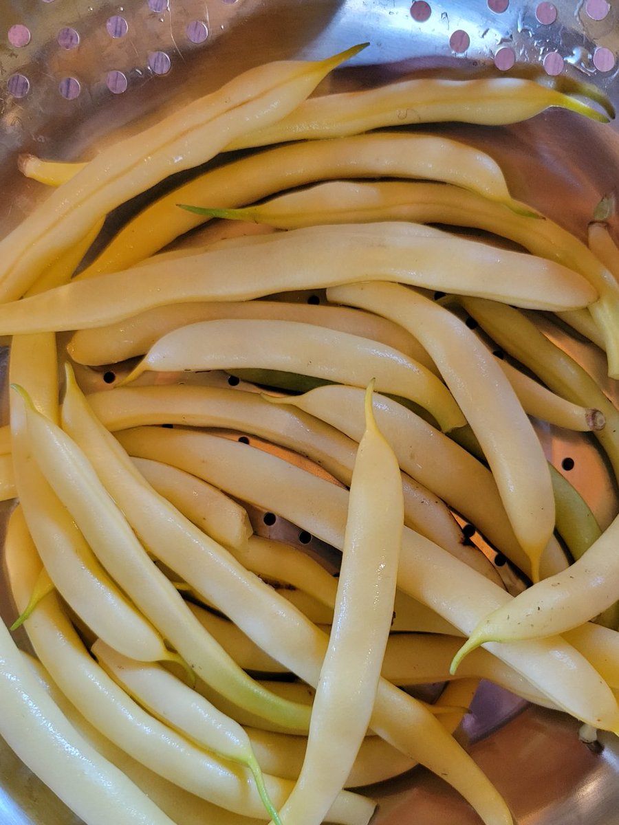 wendyatthepark1's tweet photo. First golden wax beans of the season. #bushbeans https://t.co/rEm4CfYZwq