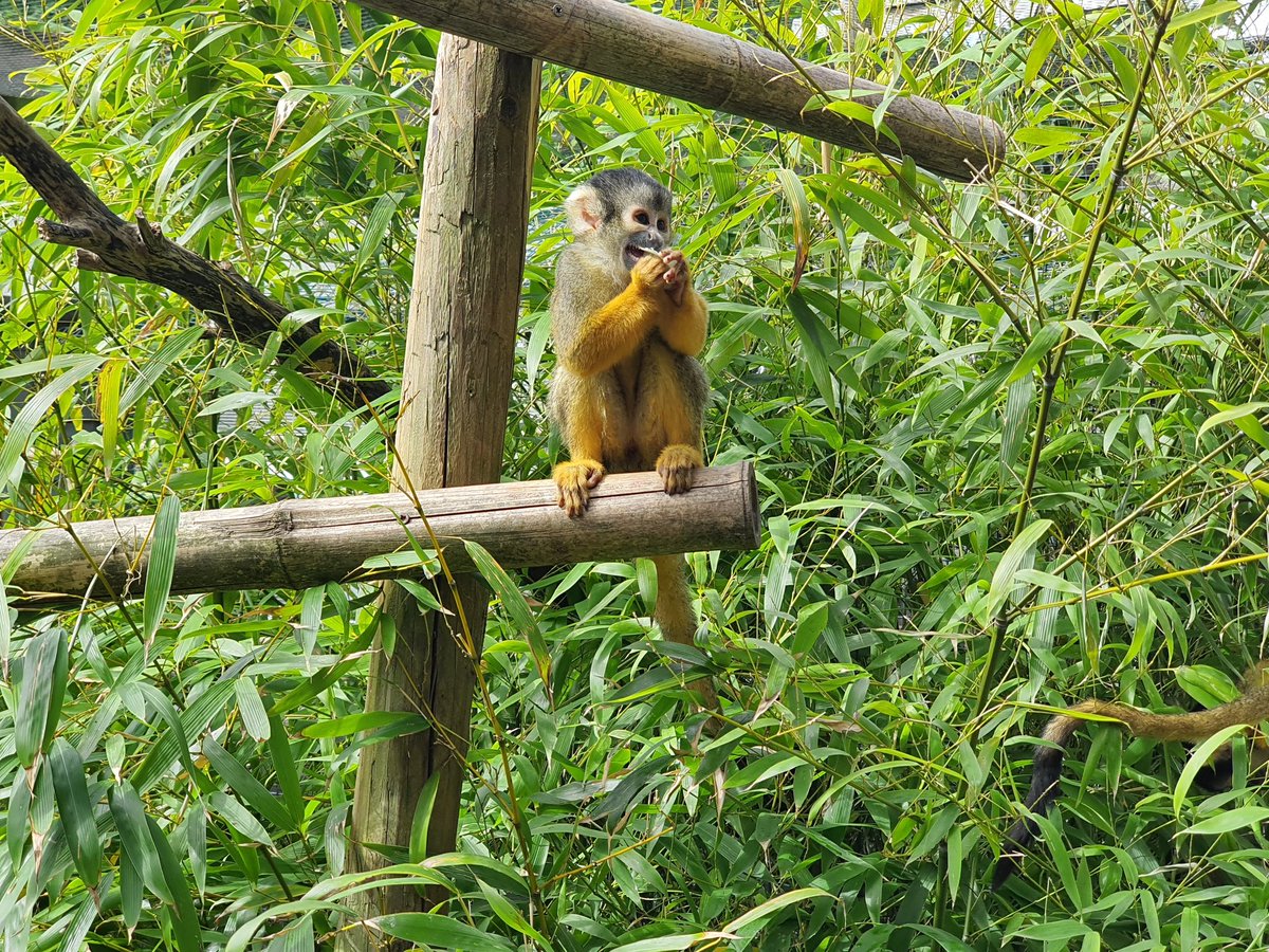 Can't beat bugs for dinner! 🦗
.
.
#squirrelmonkey #notapet #zeolite #visitkent #zookeeper #animalsoftwitter