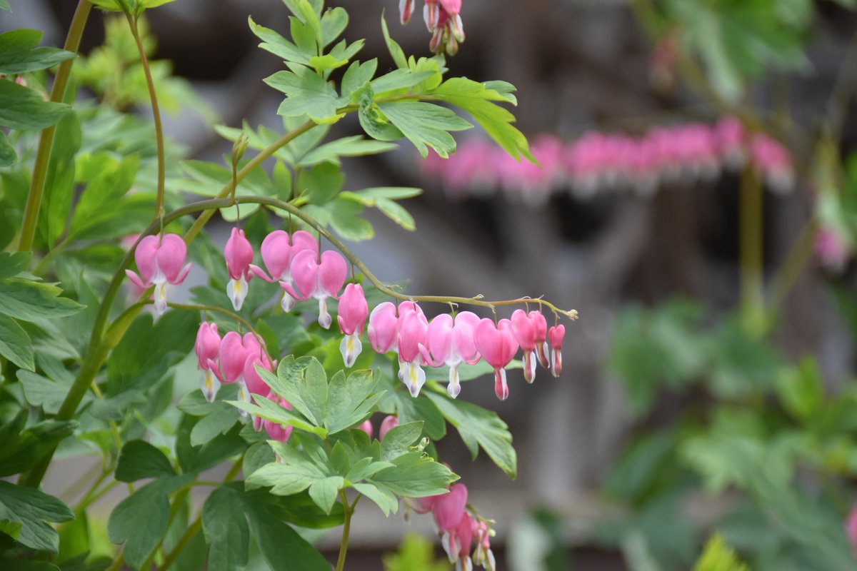 UnionMillsMD's tweet photo. Bleeding Hearts are in bloom, a reminder that the Union Mills Homestead's Flower & Plant Market will soon be here! Join us May 5-6-7, 2023 for our opening event of the season! #visitmd @CivilWarTrails https://t.co/oJnb63yZg7