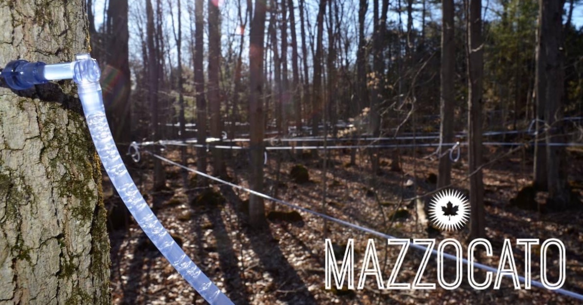 Mazzocato Maple Farm tweet media