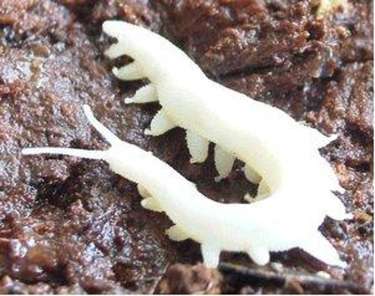 Bexhill Museum on Twitter: