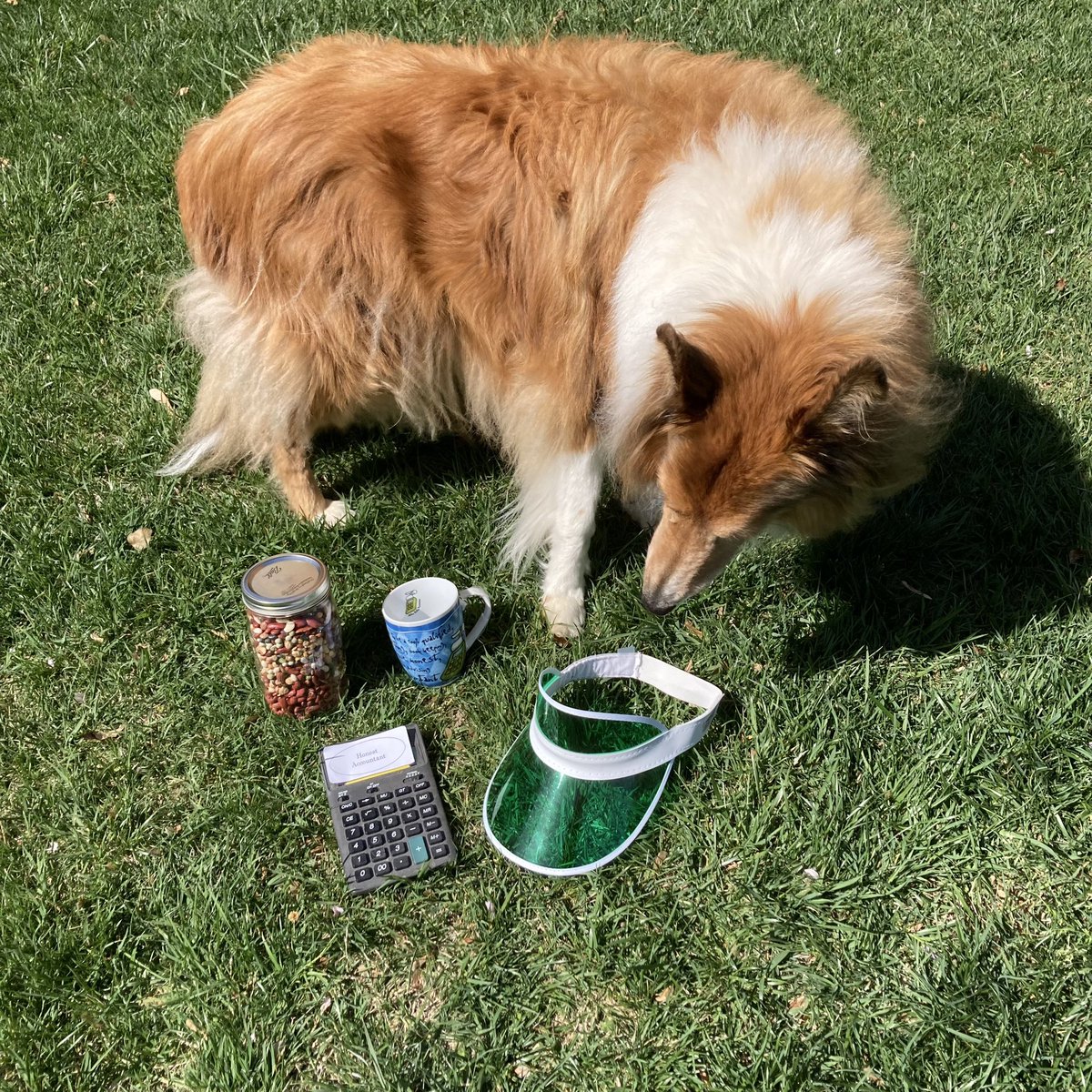 🧮 It’s Tax Day in the USA!  I’m counting beans 🫘 and filling out tax forms!  📝 

instagram.com/reel/CrMOzLBJN… 

#taxday #fileyourtaxes #CPA #taxaccountant #beancounter 🫘🧮 #roughday #roughcollie #collie