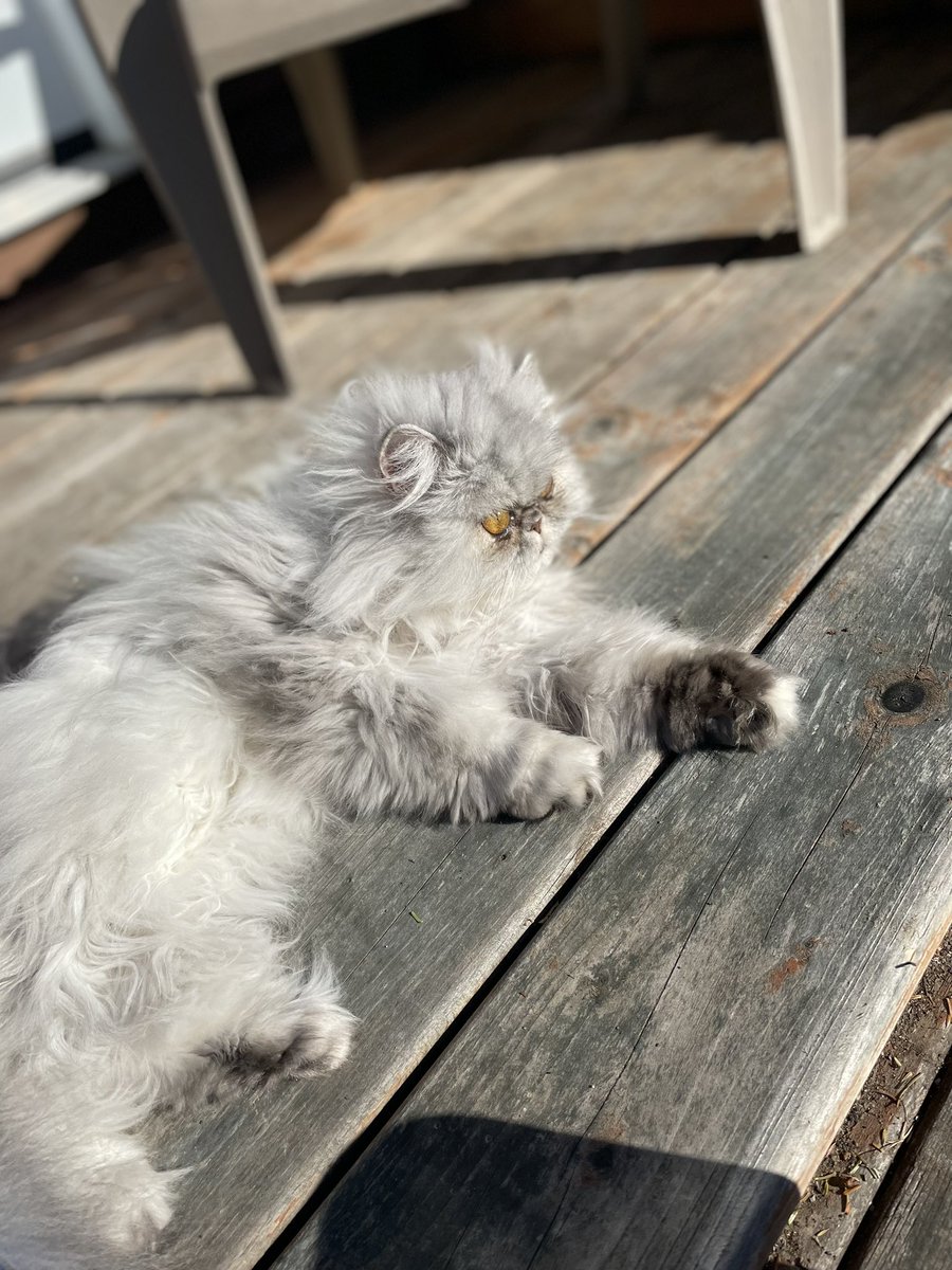 RaGaa's tweet photo. Indoor kitty is outdoors again #Kittyman https://t.co/6sNPwW8s1F