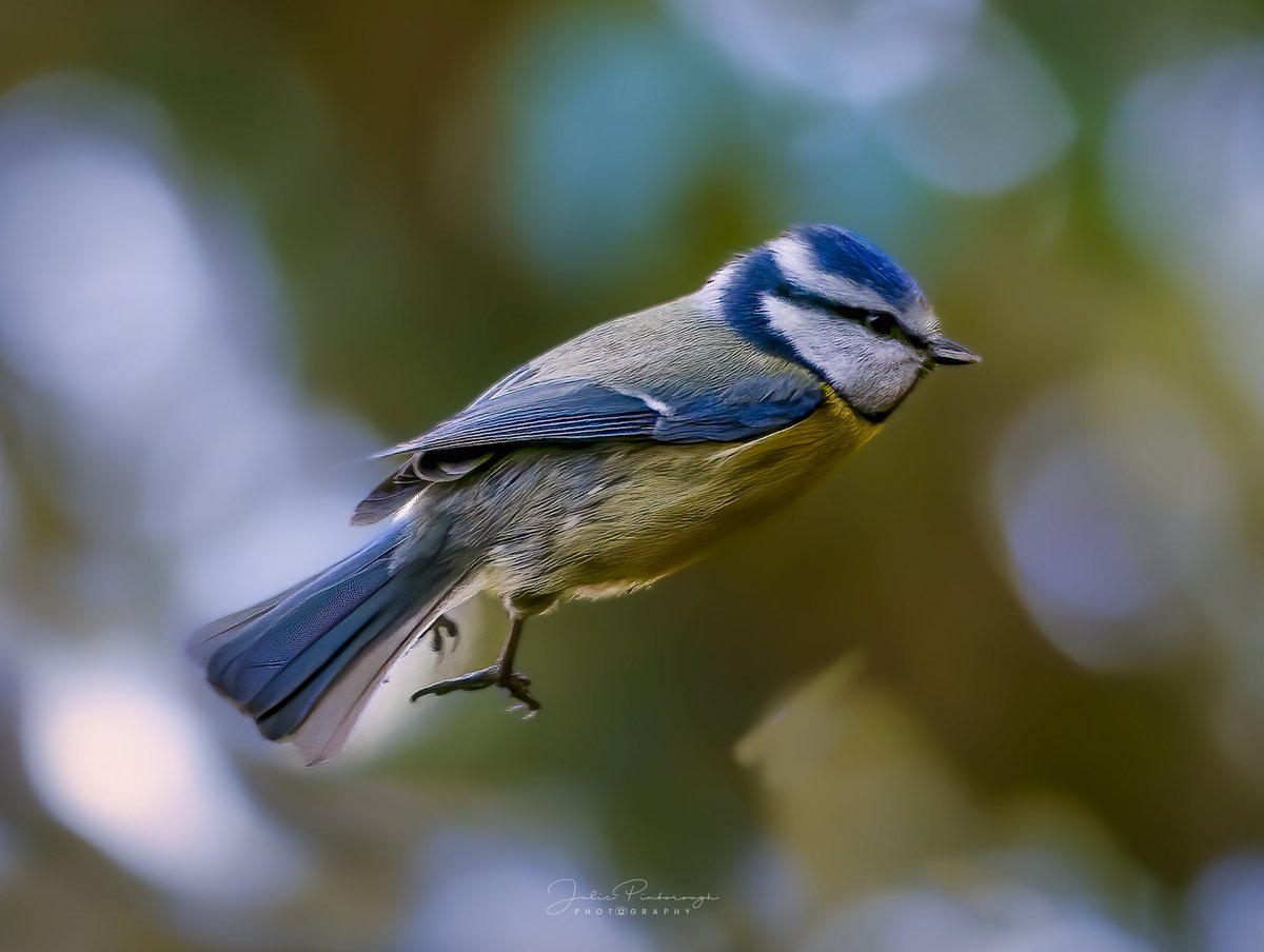 I’m flight #bluetit #birdsoflondon #londonbirds