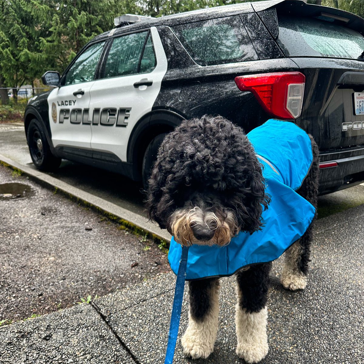 LaceyPolice's tweet photo. It's #TripTipTuesday and it's STILL RAINING ๐๐ง๏ธPlease slow down, leave plenty of space to stop, and turn on your lights for better visibility! ๐๐ก #TripsTips #AprilShowersBringMayFlowers #Bernedoodle #ItsCalledFashionLookItUp #SoggyDoggy #DriveSafe #LightsOnForSafety #LaceyPD https://t.co/upEh97hPBn