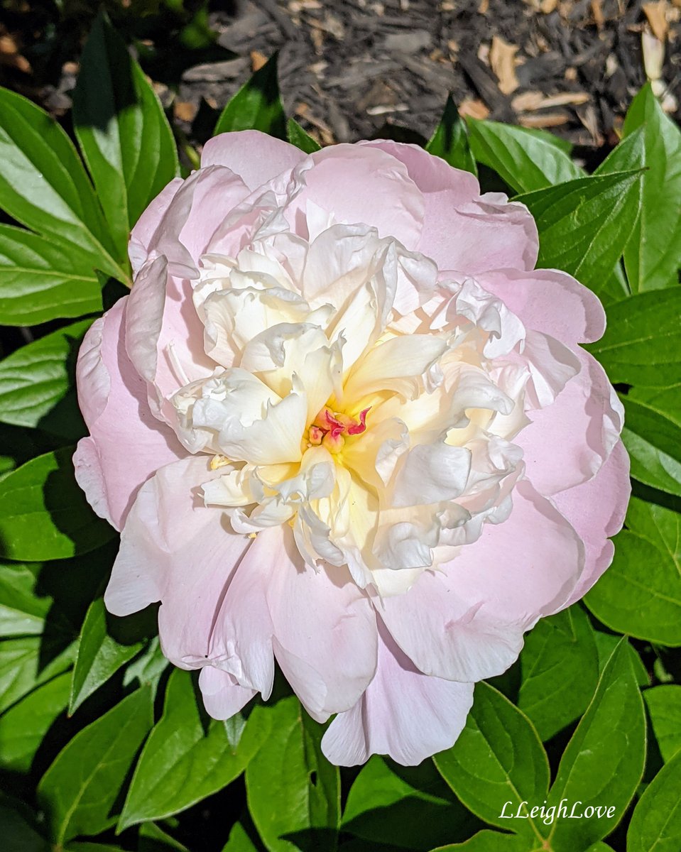 Flower shower of Peonies...  

They make me so happy. 

The mystery plant was Peony! 

1000 points for anyone who knew that!

#writingcommunity, #indieauthor, #NaturePhotograhpy, #flowers, #peony, #joy, #humanfrogalliance, #sharejoy