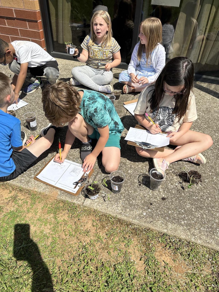 Mrs. Bargatze’s class has been observing and comparing the carrots and flowers they planted.