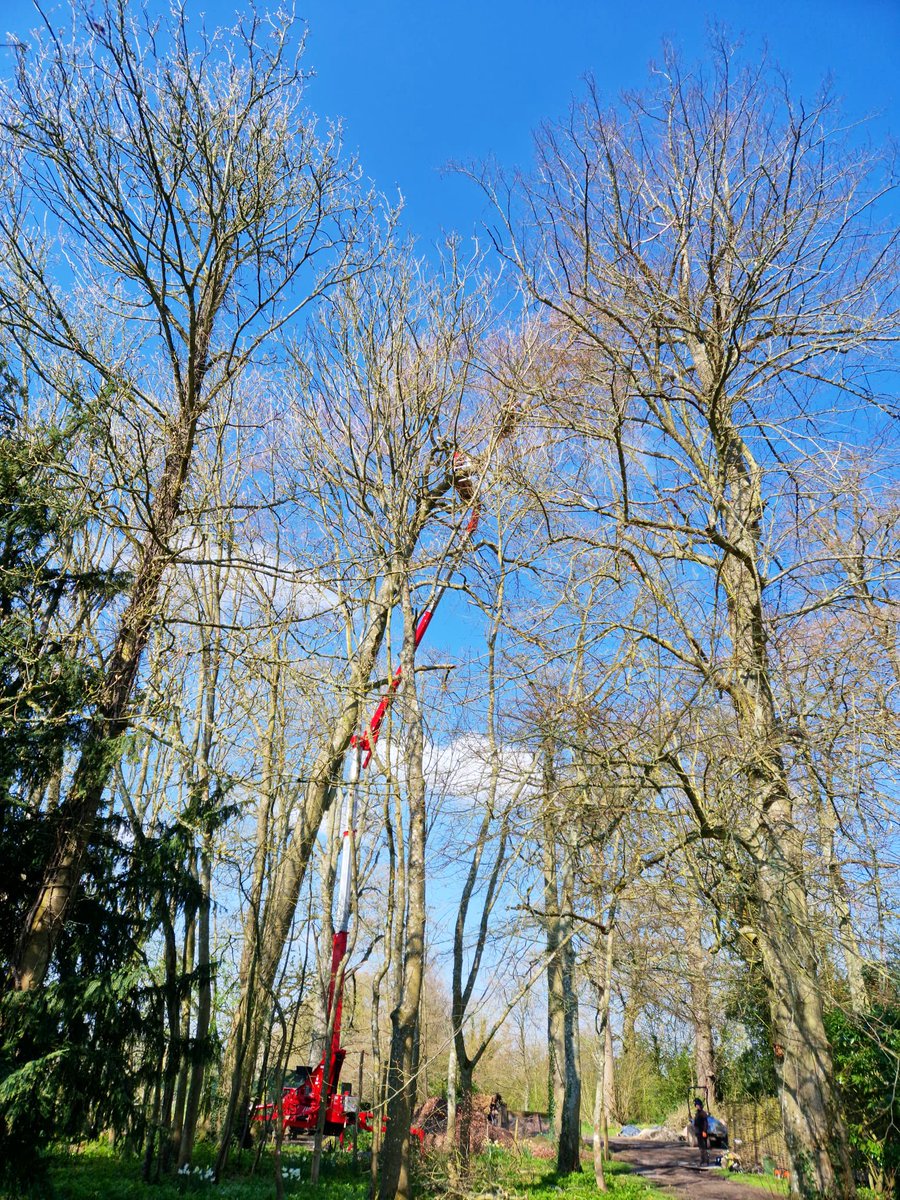 PrimaryTreeSurg's tweet image. What a gorgeous day to #workoutside 

Another MEWP day for the team at #Deane in #Hampshire…this little spider platform with a long reach makes the job safer &amp;amp; quicker, helping us to work as efficiently as possible 

#treesurgery #treesurgeons #teamwork #arb #alwaysgetanexpert