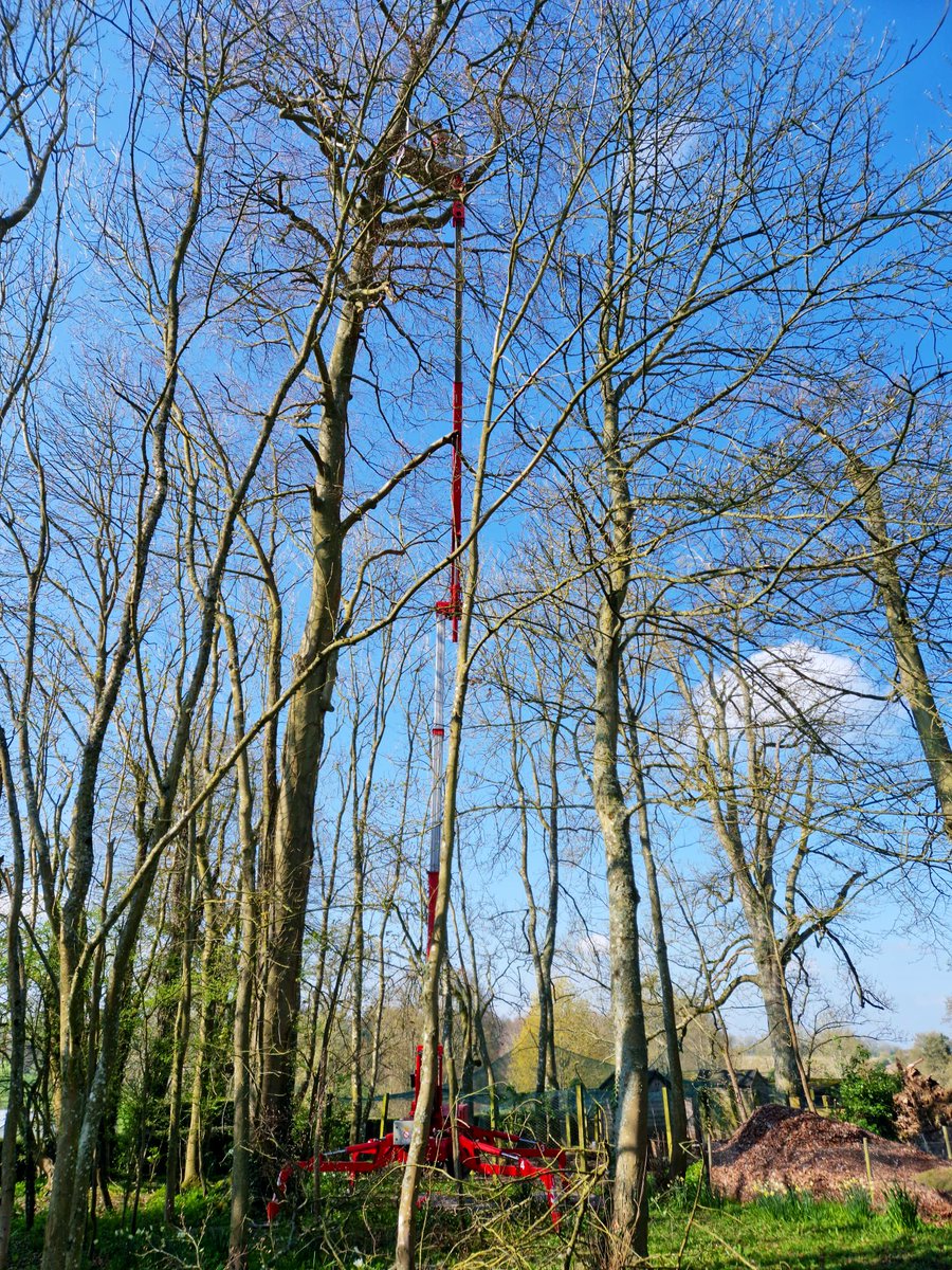 PrimaryTreeSurg's tweet image. What a gorgeous day to #workoutside 

Another MEWP day for the team at #Deane in #Hampshire…this little spider platform with a long reach makes the job safer &amp;amp; quicker, helping us to work as efficiently as possible 

#treesurgery #treesurgeons #teamwork #arb #alwaysgetanexpert