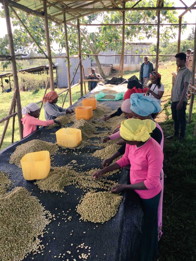 Washed  natural Coffee beans 
#jimma #coffelovers #coffebeans #ethiopiancoffee #Bunakoofarmers