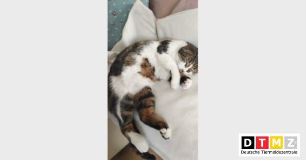 bogdanowskyru's tweet photo. #Suchmeldungen #Kater #verschwunden #Hauskatze 06.04.2023 - Kater Balu verschwunden in 84130 Dingolfing https://t.co/PfFereXjIR https://t.co/bSlXJS4zM8