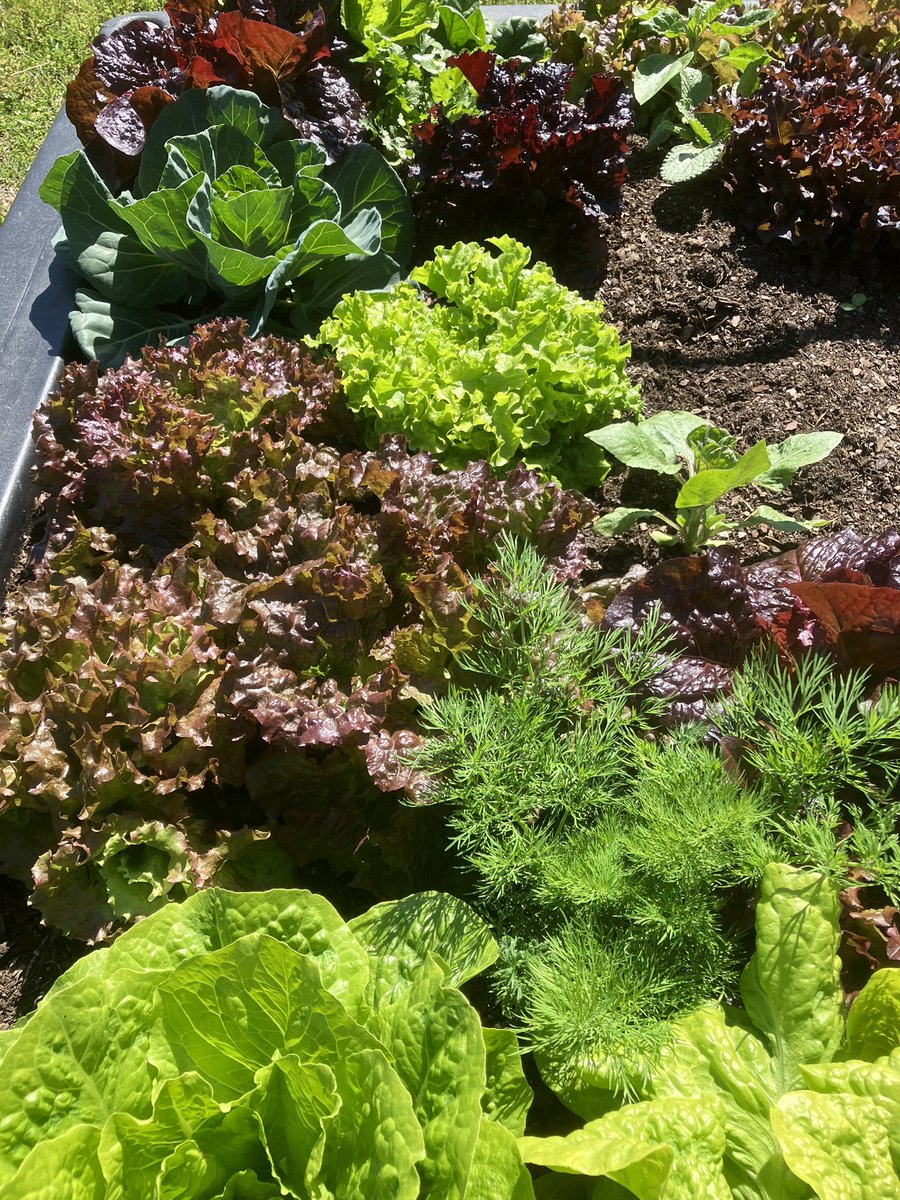 MCSfarmtoschool tweet media