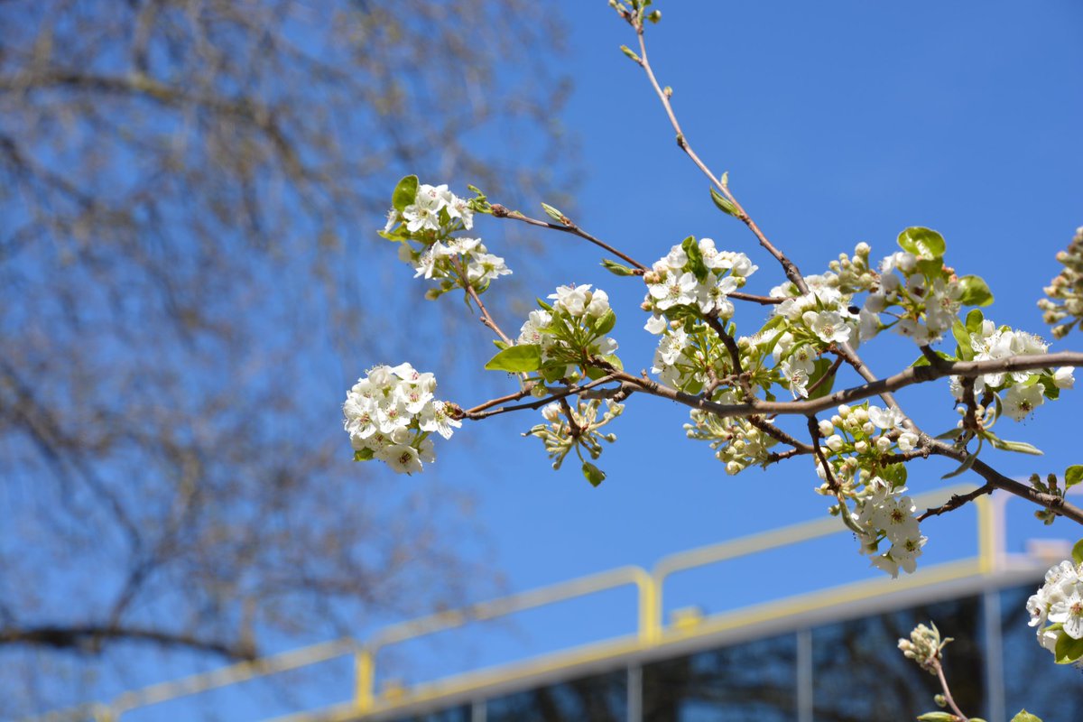 Spring is in bloom at RCNJ. Visit us for a campus tour Monday-Friday to see Ramapo College during this beautiful time of year! Register here: apply.ramapo.edu/portal/campus-…