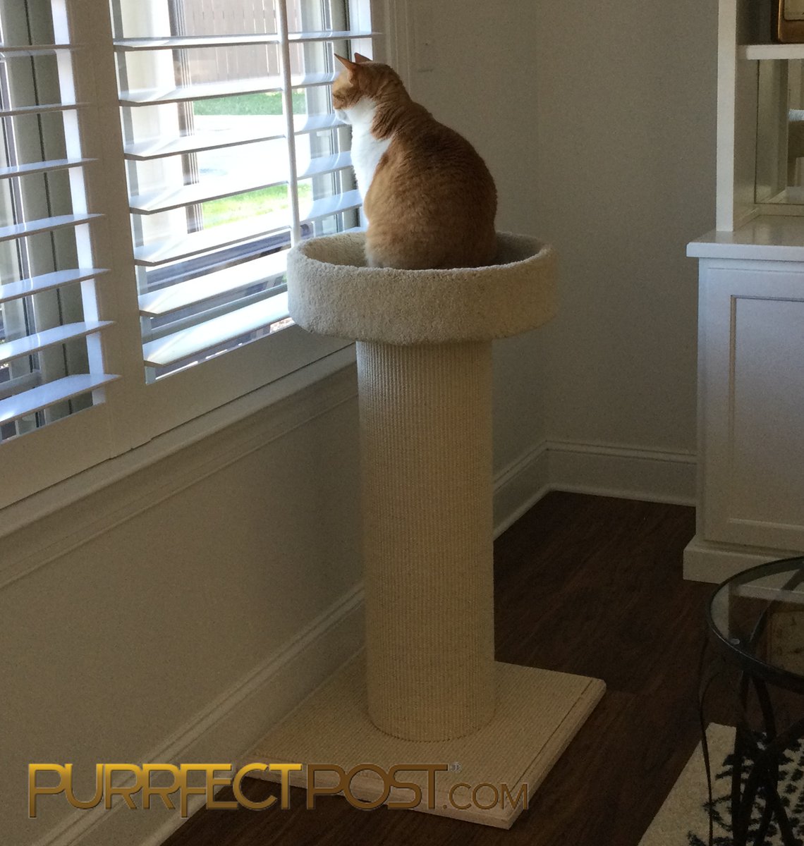 ★★★★★
Tiger loves his Mondo with the shorter post. He’s older and it’s much easier for him to jump onto it.
CAROL S
See more at Mondo Replacement Post bit.ly/3GUOVLR 
AND
Mondo Deluxe bit.ly/3LbLOlt 

#purrfectpost #cats #bestscratchingpost #oldercats