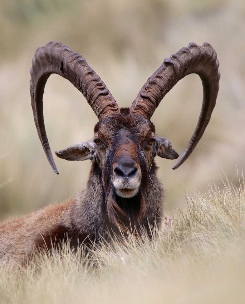 ethio_hub7's tweet photo. Walia Ibex Found in the eastern and western Highlands of Ethiopia, primarily in Simien Mountains National Park, the Walia Ibex - or Abyssinian Ibex - is a giant mountain goat and a subspecies of the Spanish ibex. 
#Ethiopia #natgeoethiopia #seminmountains #waliaibex #landoforigin https://t.co/pPs6yGTnzd