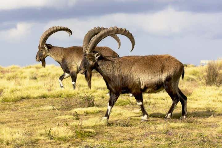 ethio_hub7's tweet photo. Walia Ibex Found in the eastern and western Highlands of Ethiopia, primarily in Simien Mountains National Park, the Walia Ibex - or Abyssinian Ibex - is a giant mountain goat and a subspecies of the Spanish ibex. 
#Ethiopia #natgeoethiopia #seminmountains #waliaibex #landoforigin https://t.co/pPs6yGTnzd