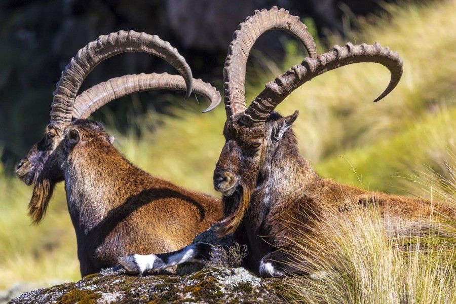 ethio_hub7's tweet photo. Walia Ibex Found in the eastern and western Highlands of Ethiopia, primarily in Simien Mountains National Park, the Walia Ibex - or Abyssinian Ibex - is a giant mountain goat and a subspecies of the Spanish ibex. 
#Ethiopia #natgeoethiopia #seminmountains #waliaibex #landoforigin https://t.co/pPs6yGTnzd