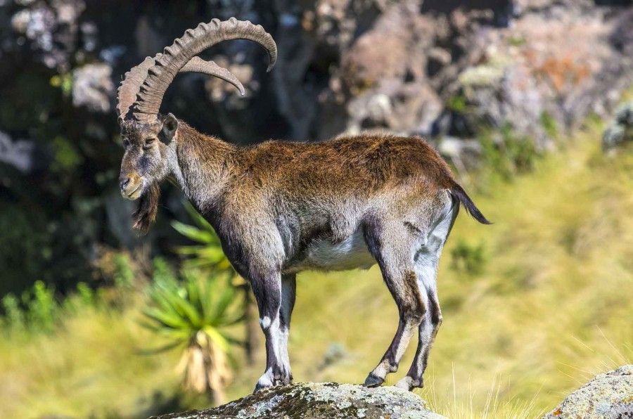 ethio_hub7's tweet photo. Walia Ibex Found in the eastern and western Highlands of Ethiopia, primarily in Simien Mountains National Park, the Walia Ibex - or Abyssinian Ibex - is a giant mountain goat and a subspecies of the Spanish ibex. 
#Ethiopia #natgeoethiopia #seminmountains #waliaibex #landoforigin https://t.co/pPs6yGTnzd