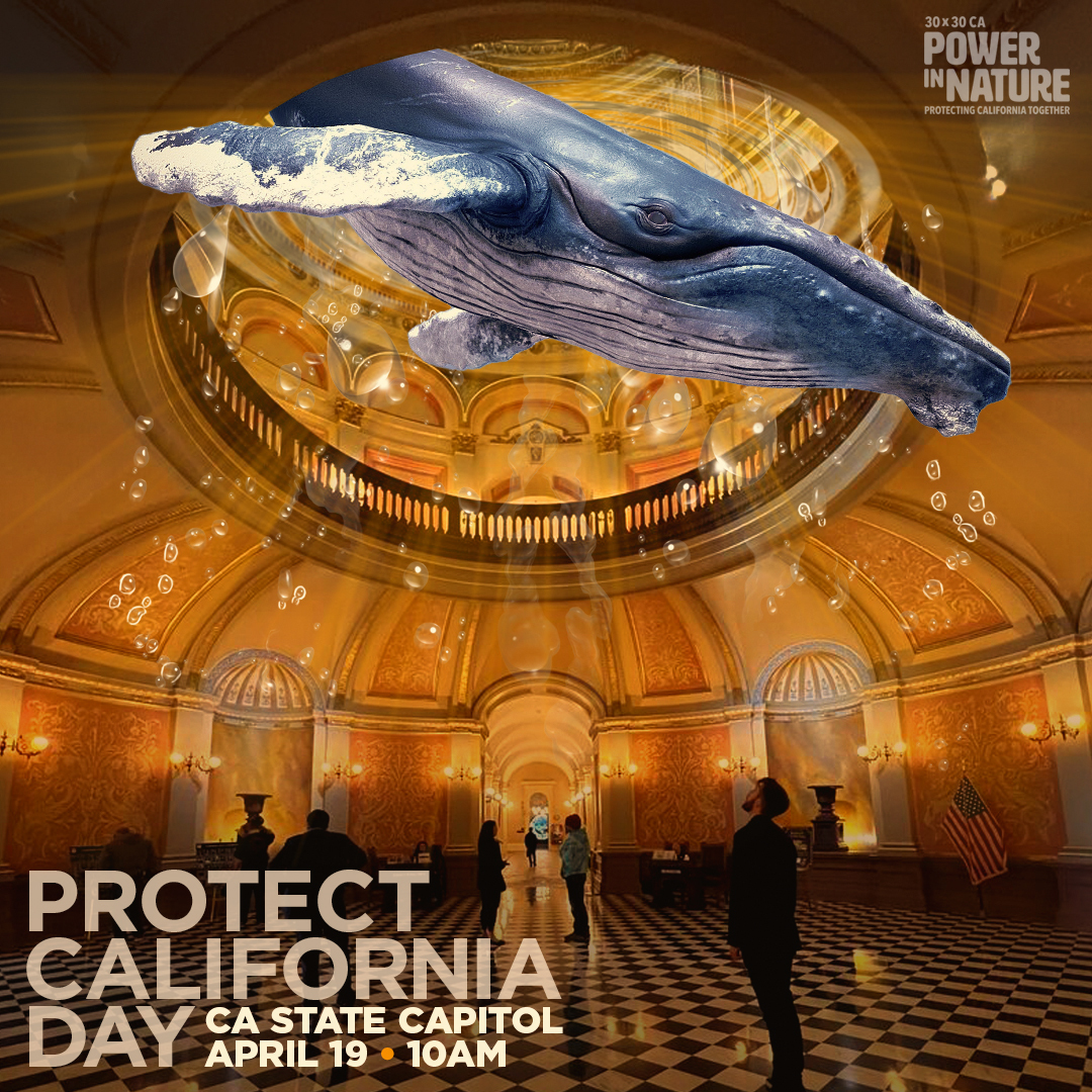 PowerInNatureCA's tweet photo. Despite important early wins, 30x30 funding goals now face substantial cuts. We’re bringing nature’s voice to the Capitol with a day of action to accelerate #30x30CA. 

#ProtectCalifornia #PowerInNature https://t.co/HgyzV3WszY