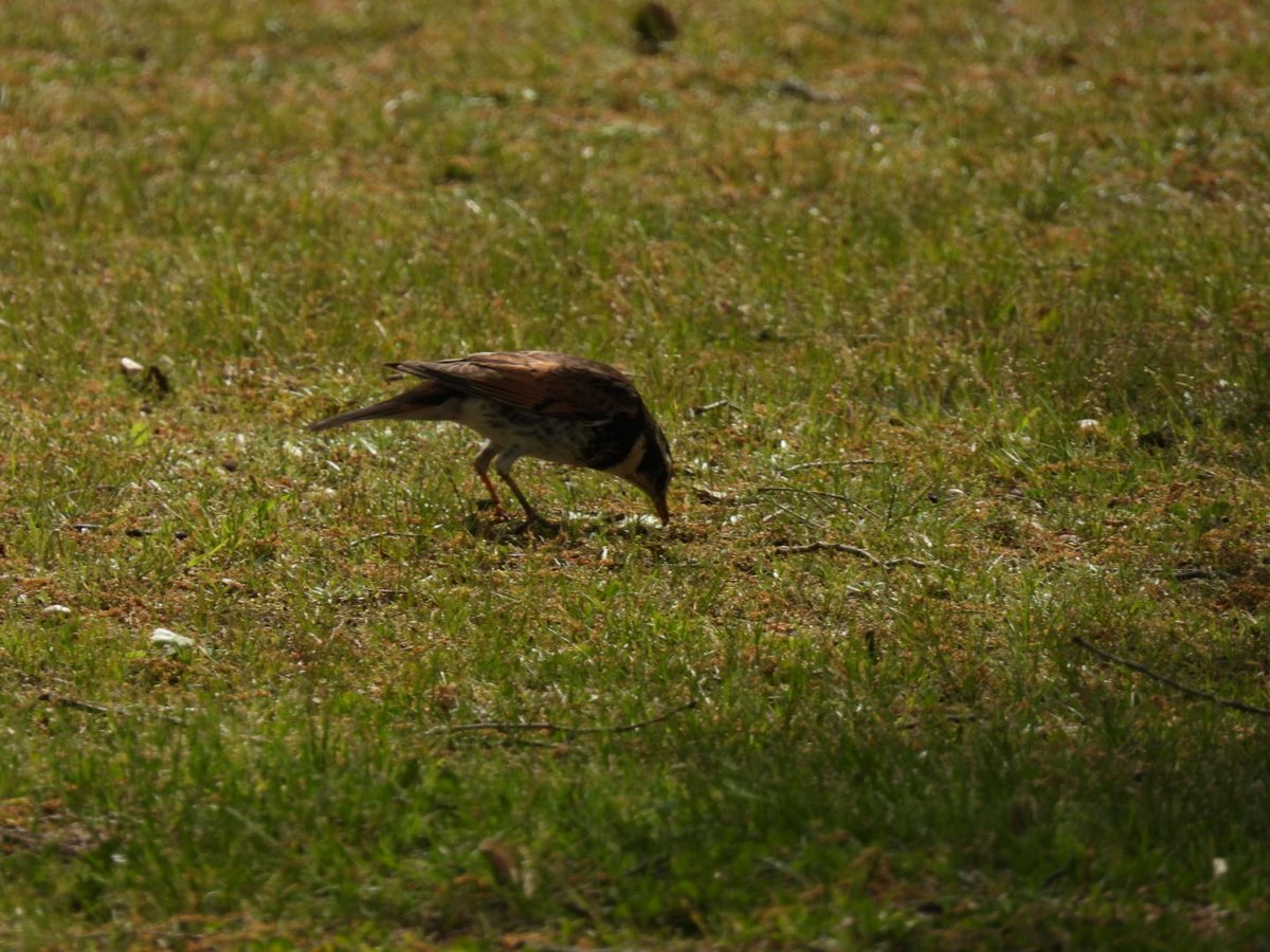 moritoriko's tweet photo. おとといは堤防でツバメも見たけど…飛んでる鳥って皆様どうやって撮るのかしら。とりあえず写真に納めただけ…あとはいつもの公園いつものツグミさんがいっぱい。
…堤防が、新一年生のお迎え場所みたいでママたちが沢山いて恥ずかしかった💦でかいカメラ持ってて怪しまれたかな💦 https://t.co/st2X9BDrv1