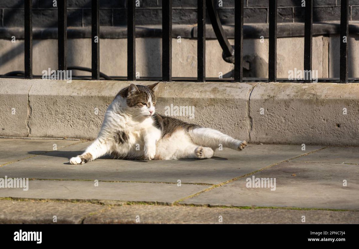Number10cat's tweet photo. Found time for a spot of sunbathing today (Photo @ianandmj) https://t.co/hKUvz6yNpz