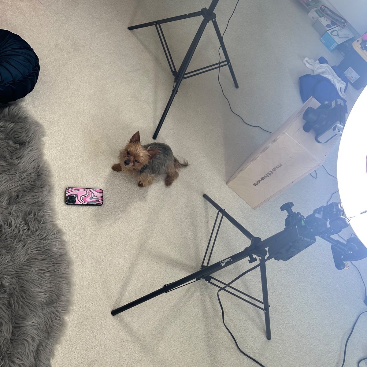 Jayden Cole on Twitter: "today’s photographer assistant:"