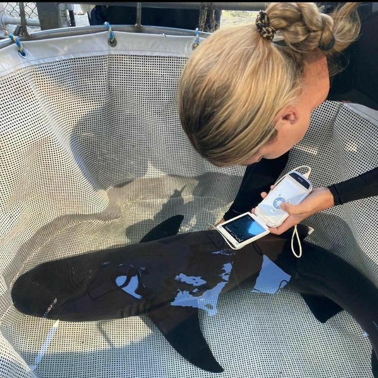 lailabernadi's tweet photo. .
   Oioi, meu nome é Laila Bernardi, tenho 22 anos e sou bióloga marinha, faço trabalho voluntário mas atualmente estou indo em uma viagem de trabalho para a ilha de trindade,vou estudar sobre fauna marinha da ilha. Aguardem as atualizações do plot!🦈 https://t.co/a7XfaG4AxV