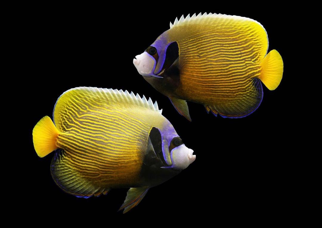 CORALmagazine's tweet photo. Check out this exceptional, one-of-a-kind aberrant #EmperorAngelfish, #Pomacanthusimperator, that recently arrived at @Quality_Marine ! #reeftank #reefaquarium #saltwaterfish #angelfish #emperorangel #rarefish #marineaquarium #aquarium #saltwateraquarium https://t.co/4PcYNvltUB https://t.co/AlSk3VuctU