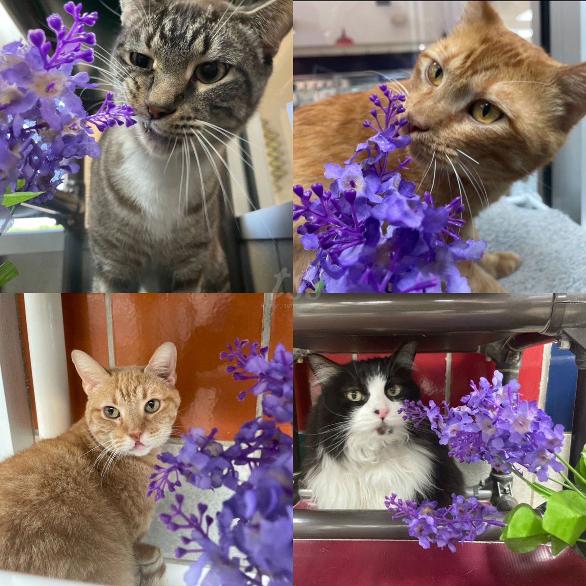 The Swift Society on Twitter "📰 Houston's Humane Society dropped cat