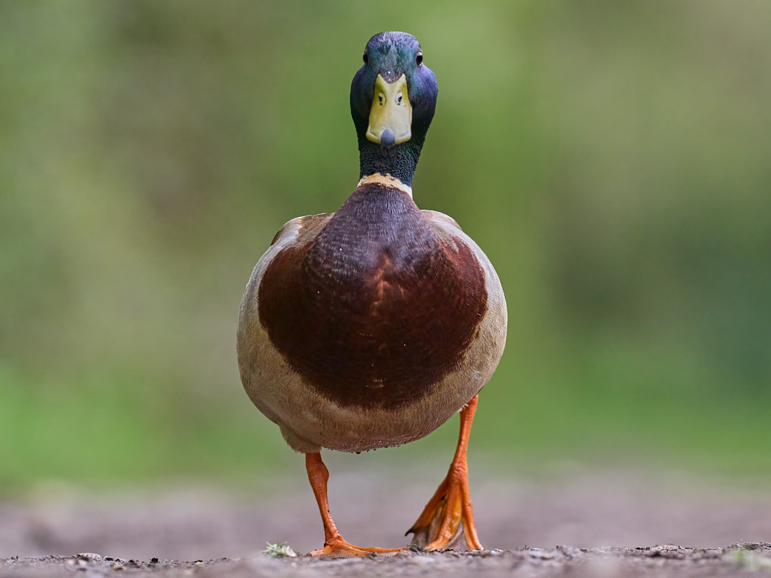 It's all about the waddle for me! Love a mallard. As a friend says 'if they were rare you'd twitch em'!
Stunning birds. @OMSYSTEMcameras
#olympus #omd1 #mzuiko300mmf4 #breakfreewitholympus 
#mallard #photography #wildlifephotographer #birdphotography #photography #devon