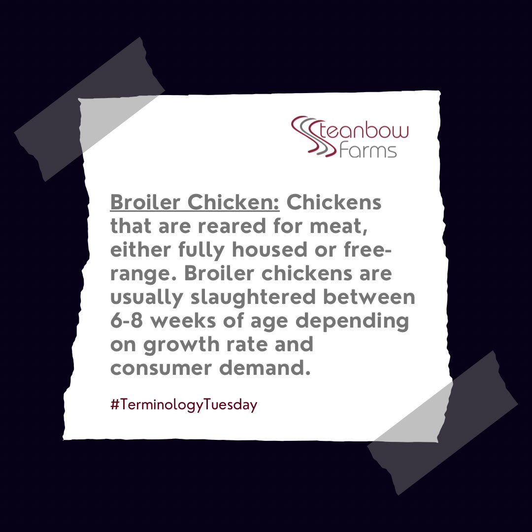 Squeezing in a chicken #TerminologyTuesday 🐓 We have 12 sheds of broiler chickens, each holding on average 40,000 chicken per ‘crop’ - that’s a lot of chicken! The demand is there & we supply ✅ 
#buybritish #redtractor #chickenfarming #broilerchicken #wheredoesyourfoodcomefrom