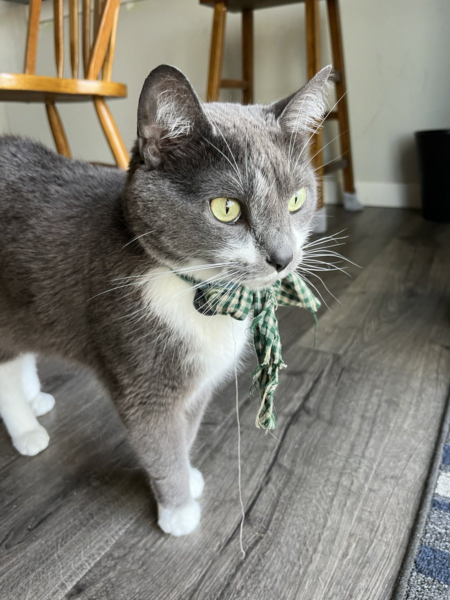 BurtyButt's tweet image. The Little Human made me a bowtie. Def feeling this fit.