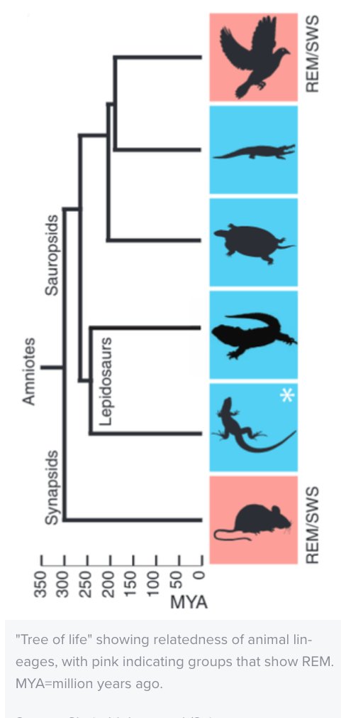 piscitelli's tweet photo. Do Animals Have Dreams? Evolutionary history and sensory ability shed light on animal dreams. https://t.co/QHeUbYRwPY #etologiacognitiva #waysofbeing @EscenariosUdeSA @ernestomartelli @valenzine @jelenabartermad @renipandex @julitoalonso @jorgecarrion21 @cscolari @DatosUBA https://t.co/E0TbiiJBQf