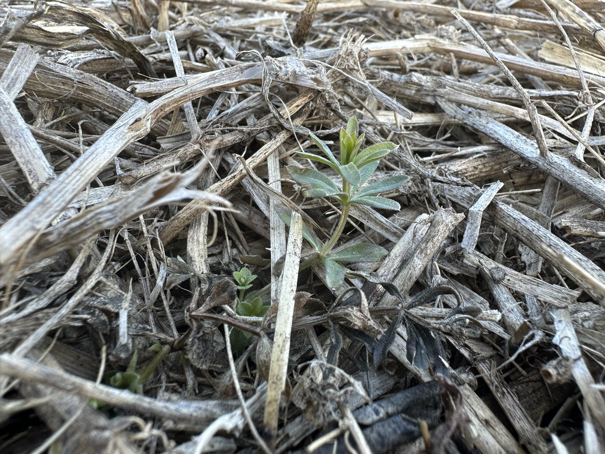LeightonBlashko's tweet photo. It may be early in N. AB but the preburn weeds are not waiting. #cleavers #narrowleavedhawksbeard #dandelion
Seems like a perfect location for #smoulder herbicide #preburn before wheat and barley @BASFAgSolutions https://t.co/XOKyDi5XXS