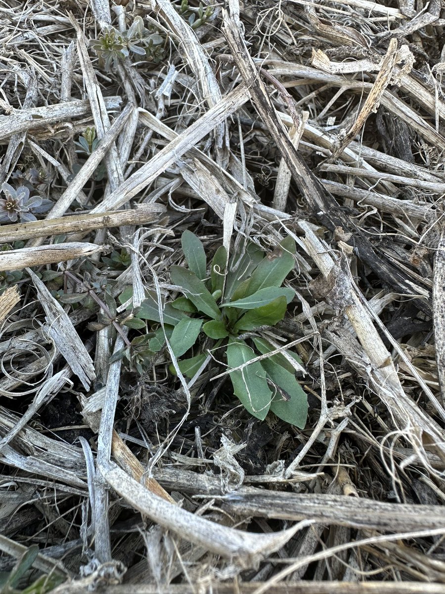 LeightonBlashko's tweet photo. It may be early in N. AB but the preburn weeds are not waiting. #cleavers #narrowleavedhawksbeard #dandelion
Seems like a perfect location for #smoulder herbicide #preburn before wheat and barley @BASFAgSolutions https://t.co/XOKyDi5XXS